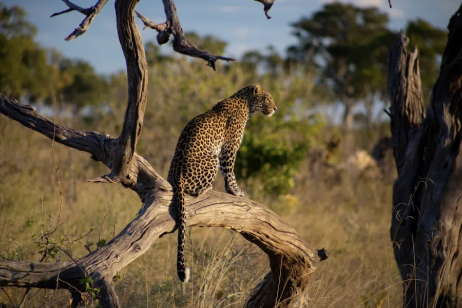 A leopard sitting in a tree in Botswana.